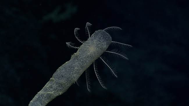 Arms of  a white feather star crinoid seen near the top of a dead sponge