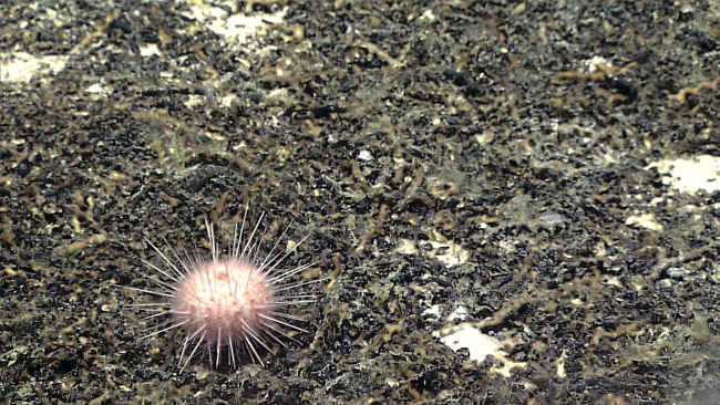A small round white sea urchin