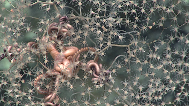 A brittle star in the branches of a chrysogorgid coral bush