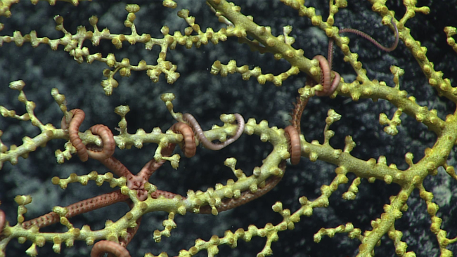 A brittle star in the branches of a yellow octocoral bush with polyps retracted