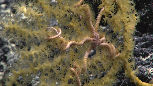 A brittle star in the branches of a yellow octocoral bush with polyps extended