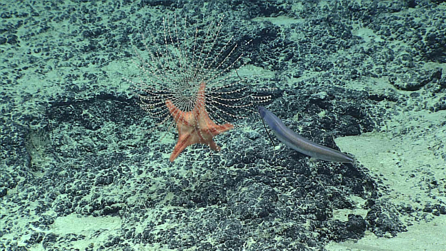 A starfish - order Goniasteridae - attacking an Iridogorgia coral bush while aneel meanders below