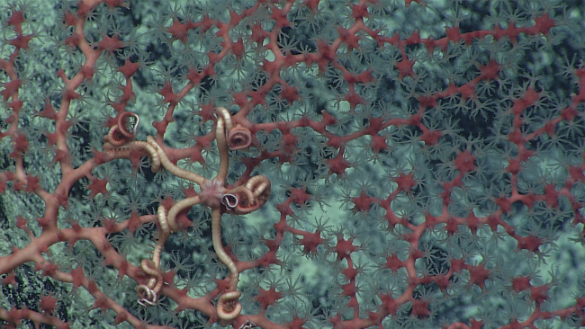 A brittle star on red gorgonian with white polyps