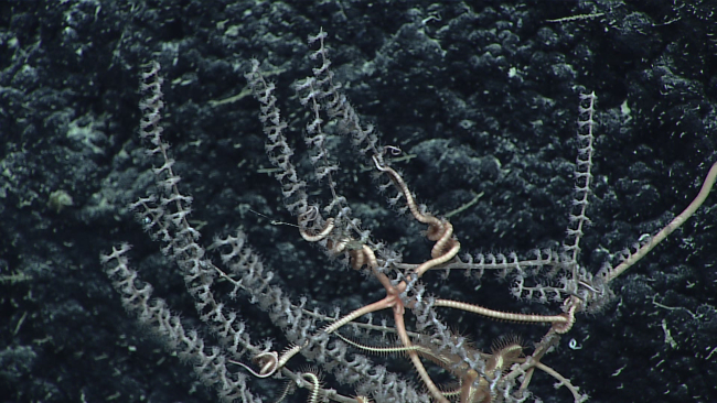 A large brittle star on a whitish gray octocoral