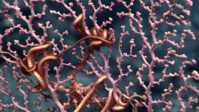 Ophiuroid brittle stars on a pink octocoral bush with polyps retracted