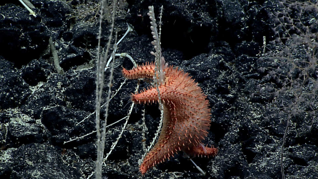 A fat starfish - Hippasteria muscipula - eating its way up a coral bush