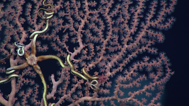 Ophiuroid brittle star on a pink octocoral bush with polyps extended