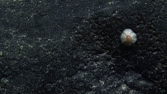 A single barnacle - Balanoidea