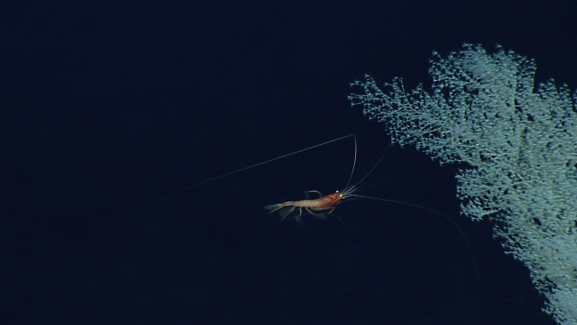 A shrimp swimming next to a Chrysogorgid coral bush