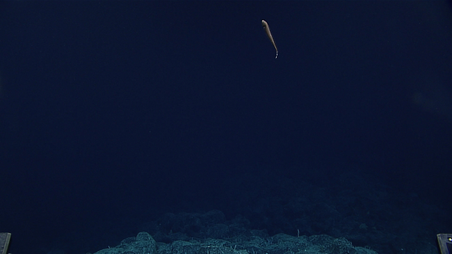 An eel swimming above the bottom