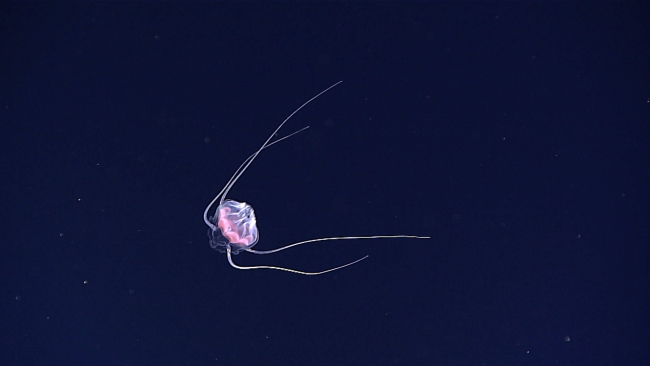 A small jellyfish