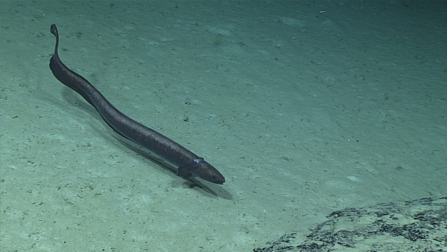 Synobranchid eel - Ilyophis arx
