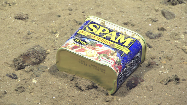 You can't get away from spam - either in the deep or on your computer