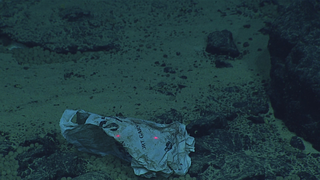 A plastic bag that has found its way to the seafloor