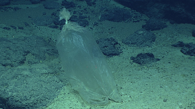 A plastic bag polluting the seafloor