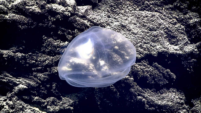 A very translucent carnivorous tunicate -Octacnemidae