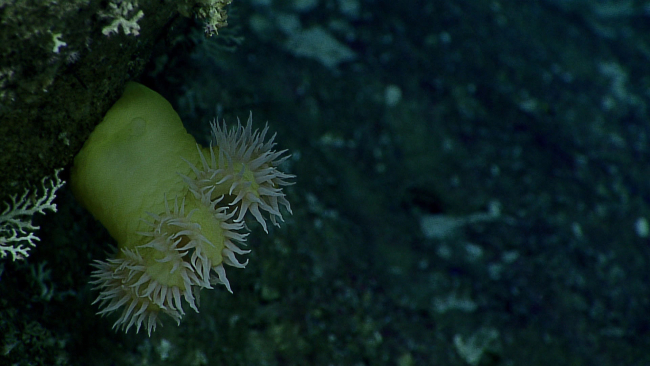 Isactinernus anemone characterized by eight distinct lobes