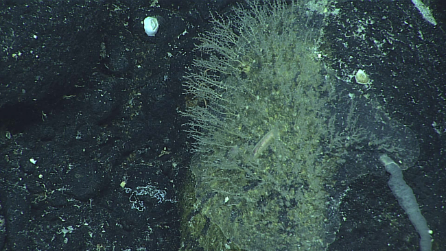 A polychaete worm in the midst of a small assemblage of hydroids