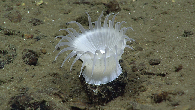 A totally white anemone from column to tentacles