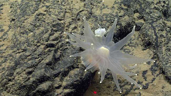 A translucent anemone - perhaps a corallimorpharian