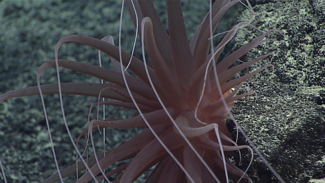 Brownish anemone with long tentacles