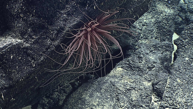Brown anemone with long tentacles similar to expn6461 and expn6462