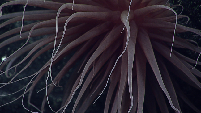 Brown anemone with long tentacles similar to expn6461 and expn6462