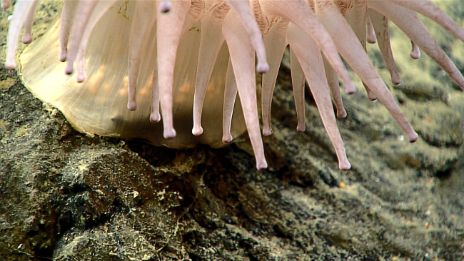 Closeup of the tentacles of the anemone seen in expn6469
