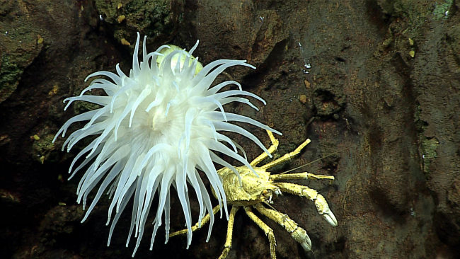 White anemone sheltering a yellowish white squat lobster - Munidopsisalbatrossae