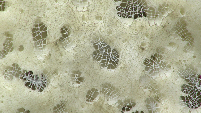 Closeup of glass sponge - family Pheronematidae