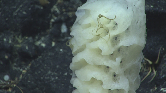 Glass sponge with small grimy looking brittle stars