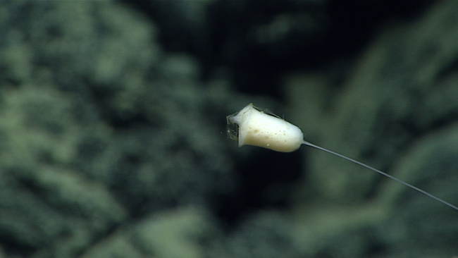 A small glass sponge on a very thin stalk