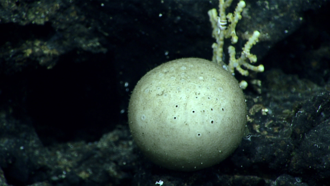 A globular sponge