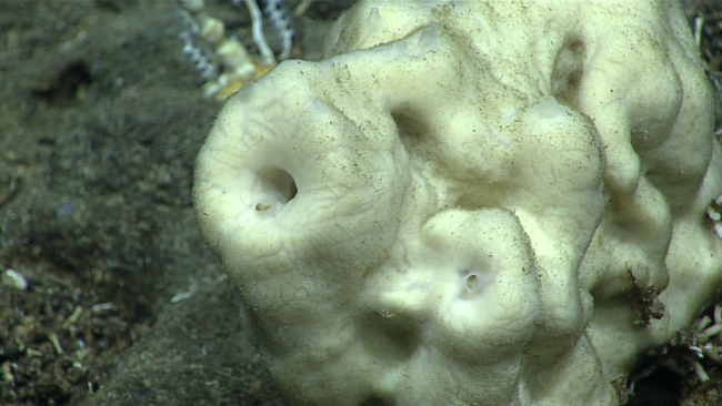 Closeup of sponge in image expn6569