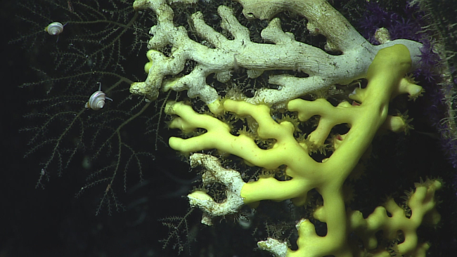 A hard coral - family Dendrophylliidae, Enallopsammia rostrata (amphelioides)