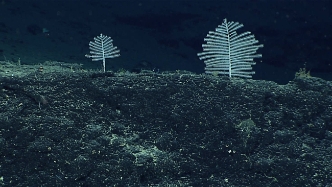 Black coral - family Schizopathidae, Bathypathes cf