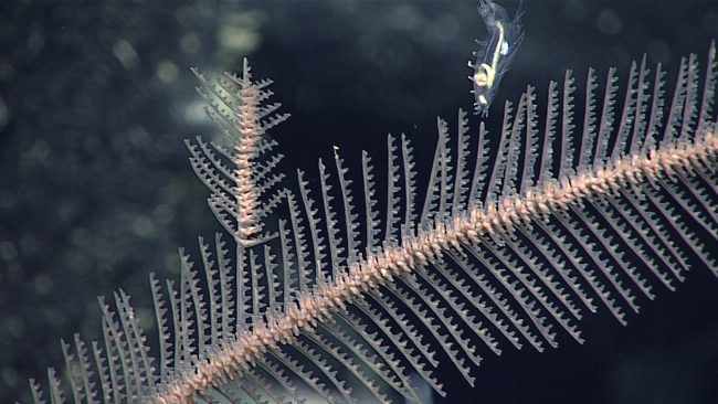 Black coral - family Cladopathidae, Heteropathes cf