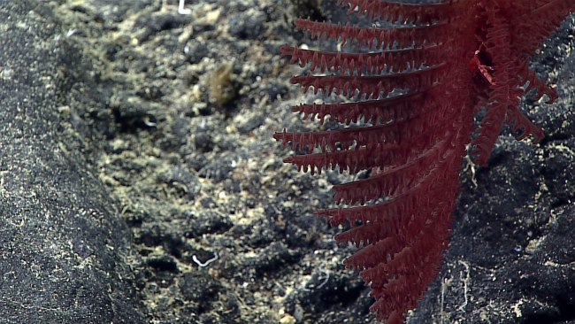 A beautiful red black coral