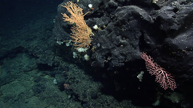 A paragorgid coral on the right and a bamboo coral on the left