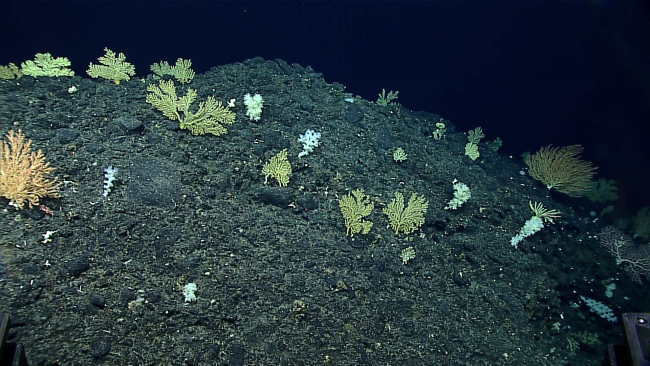 Corals and sponges dominated by the green octocoral Keroeides mosaica