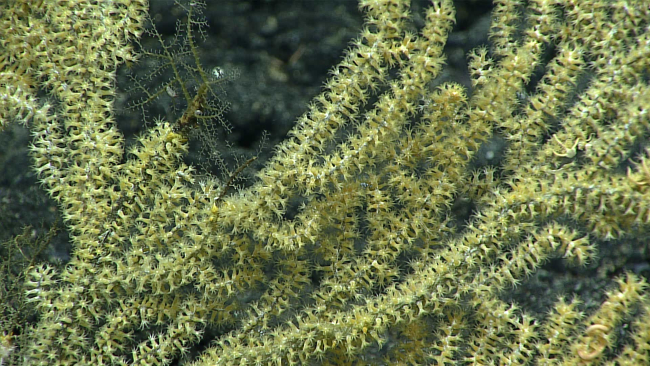 A gorgonian coral - family Acanthogorgiidae, Acanthogorgia sp