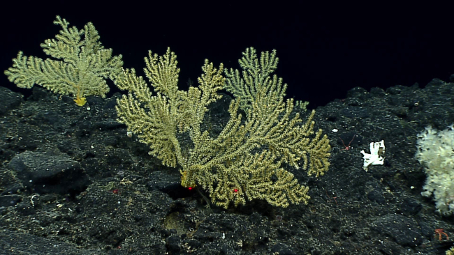 Gorgonian corals - family Acanthogorgiidae, Acanthogorgia sp