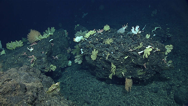 An area of high density corals and other biota