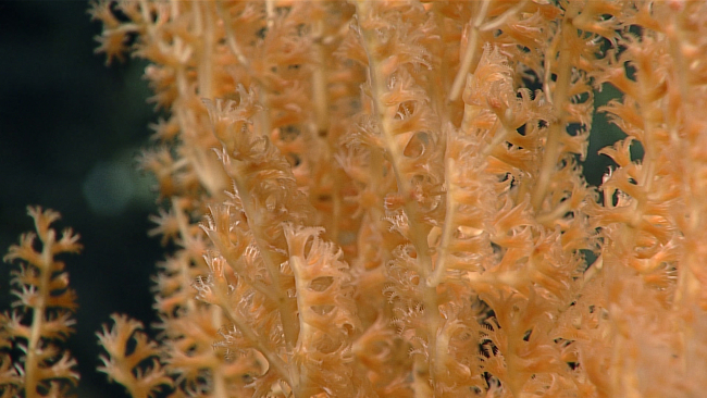 Octocoral - family Isididae