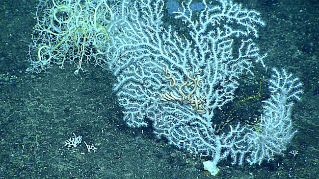 White octocoral bush, probably family Plexauridae, with basketstar tothe upper left