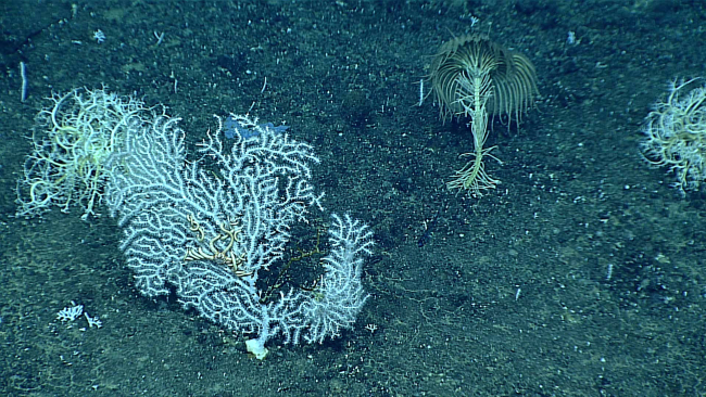 White octocoral bush, probably family Plexauridae, with basketstar toto the upper left and upper right and large feather star crinoid