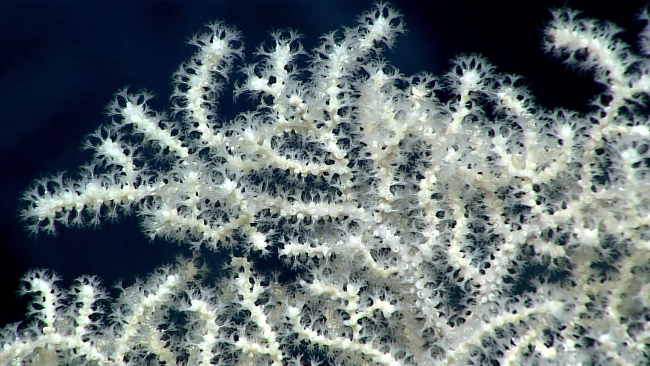 Closeup of the extended polyps of the white octocorals in images expn6673 andexpn6674