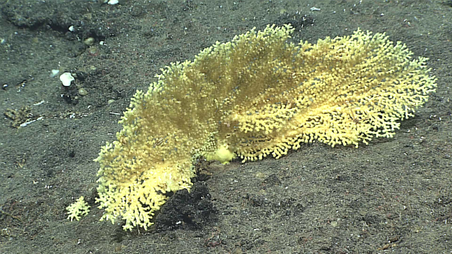 A large hard coral - family Dendrophylliidae, Enallopsammia rostrata(amphelioides)