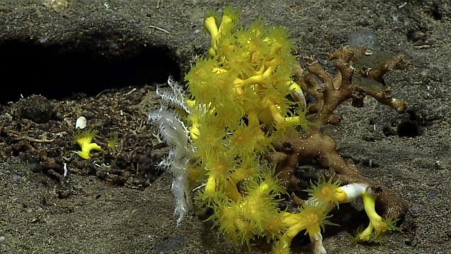 Hard corals - family Dendrophylliidae, Eguchipsammia fistula