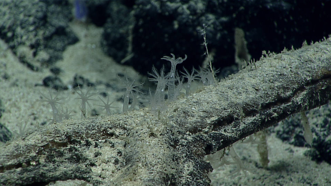 Translucent stoloniferan corals
